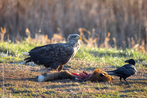 Adult White-tailed eagle Haliaeetus albicilla perching over dead fox, accompanied by black raven