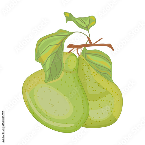 Pears isolated on white background. Fresh garden fruit. Sweet juicy pear with leaf. Two ripe green pear on branch. Vegetarian vitamin product. Natural dessert concept. Stock vector illustration