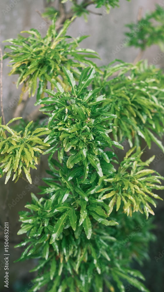 Lush clusters of vibrant green leaves on a small shrub, showcasing natural texture and fresh growth. Captured in soft daylight with a neutral background, highlighting the plant’s vivid details. Lush clusters of vibrant green leaves on a small shrub, showcasing natural texture and fresh growth. Captured in soft daylight with a neutral background, highlighting the plant’s vivid details.
