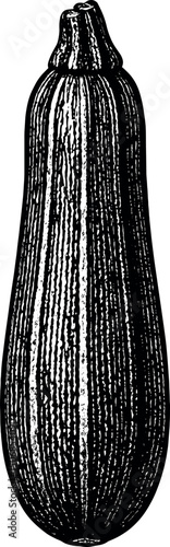 Zucchini vector black silhouette print design