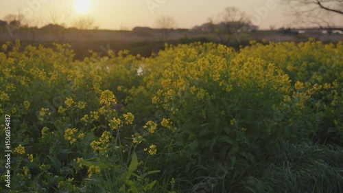 Sunset and flowers. Rape blossoms