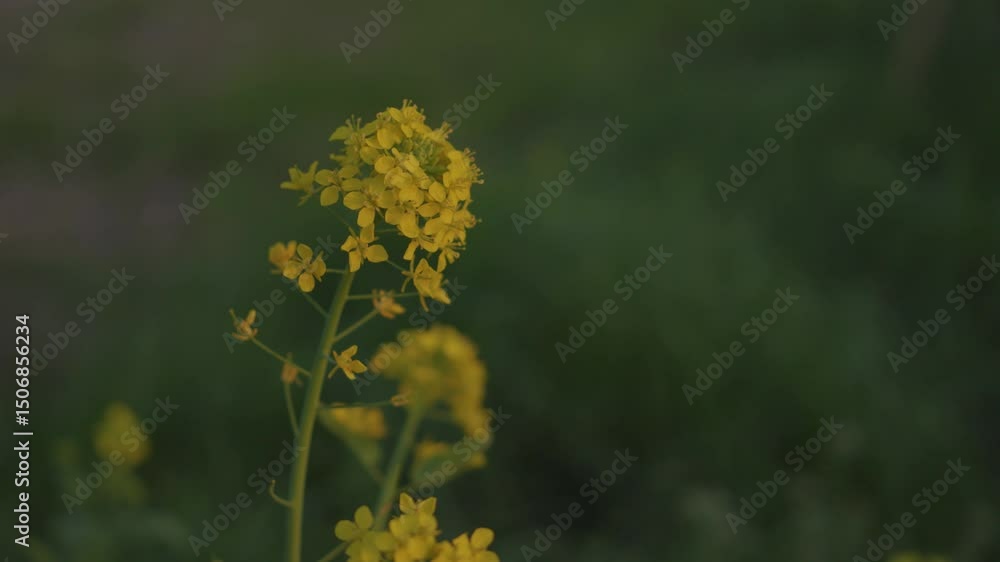 Sunset and flowers. Rape blossoms Sunset and flowers. Rape blossoms