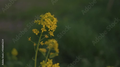 Sunset and flowers. Rape blossoms