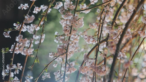 Cherry blossoms at night