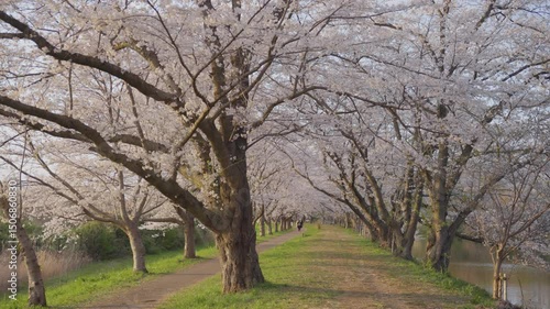 Cherry blossoms blooming in the park in spring