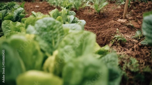 Close up of fresh green romaine lettuce plants growing in a neat row in fertile cultivated soil in organic farm garden