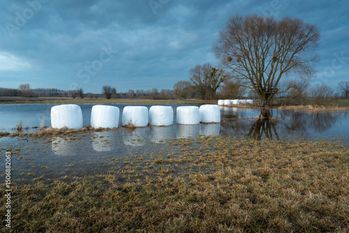 Silage bales lie in water in a meadow on a cloudy spring evening