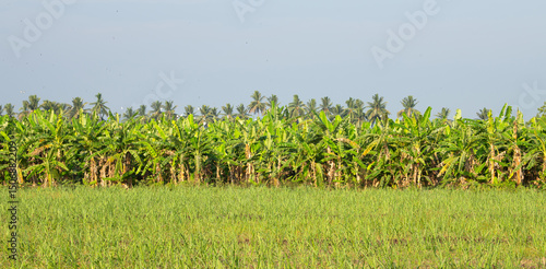 Banana plantation, coconut tree and rice field, agriculture and landscape around Hampi, South India