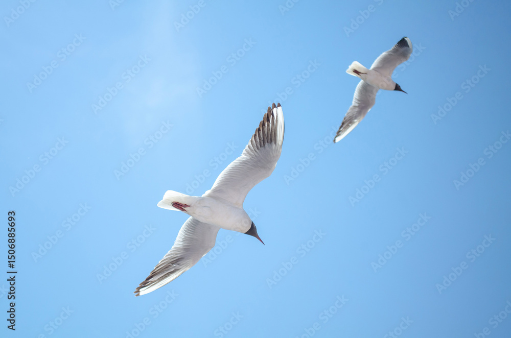 Obraz premium Two gulls gracefully glide across clear blue sky. Wings spread wide, capturing gentle breeze, creating serene and free atmosphere. Sunlight highlights white feathers