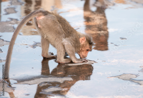 Barbary macaque ape, rhesus monkey drinking water from broken air conditioner, wildlife and urban environment in India, jungle rainforest animal in city