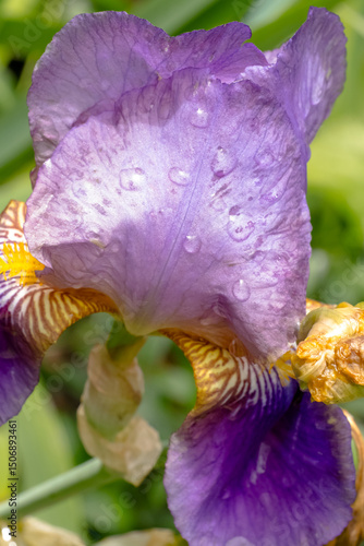 A Beautiful Iris Flower adorned with Dew Drops in Full Bloom, radiating vibrant colors and elegance