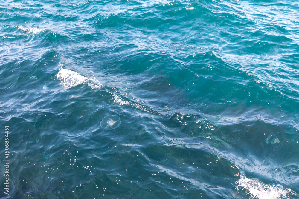 Fototapeta premium blue jellyfish in the sea near Istanbul