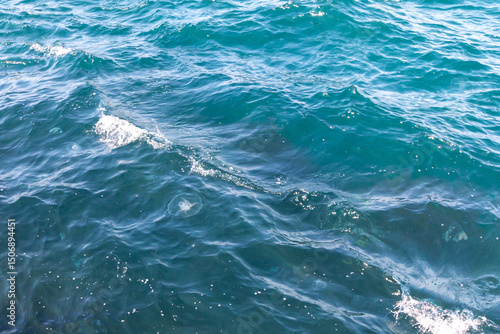 blue jellyfish in the sea near Istanbul