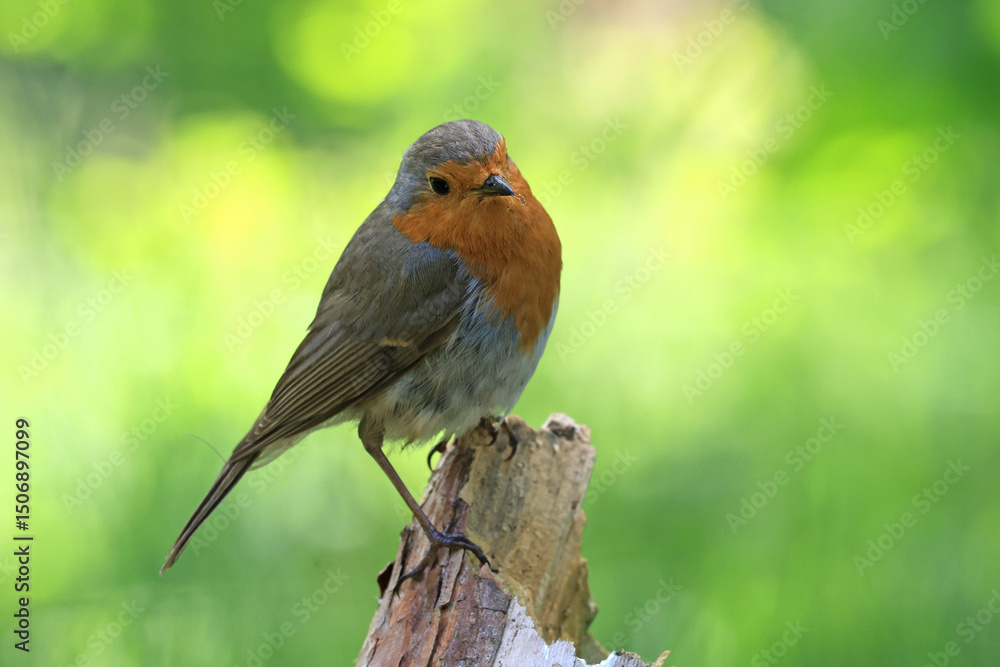 Fototapeta premium Robin