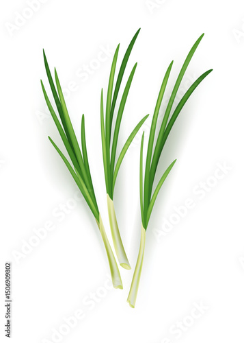 Wallpaper Mural A vibrant bunch of green onions sits upon a clean white background Torontodigital.ca