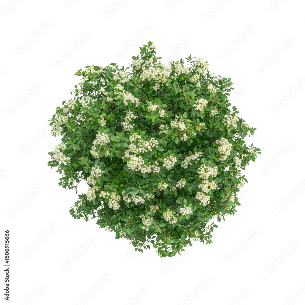 Obraz premium Aerial View of a Lush Green Shrub with Delicate White Blossoms