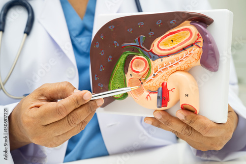 Liver with gallbladder, pancreas spleen and duodenum, Asian doctor holding human anatomy model for study diagnosis and treatment in hospital.
