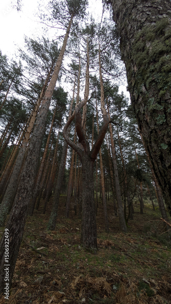 Obraz premium Imagen desde abajo de altos árboles en bosque, perspectiva ideal para naturaleza, ecología y conservación.