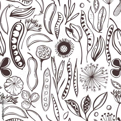 Botanical seamless vector pattern with hand-drawn seedpods. Sketch  illustration.