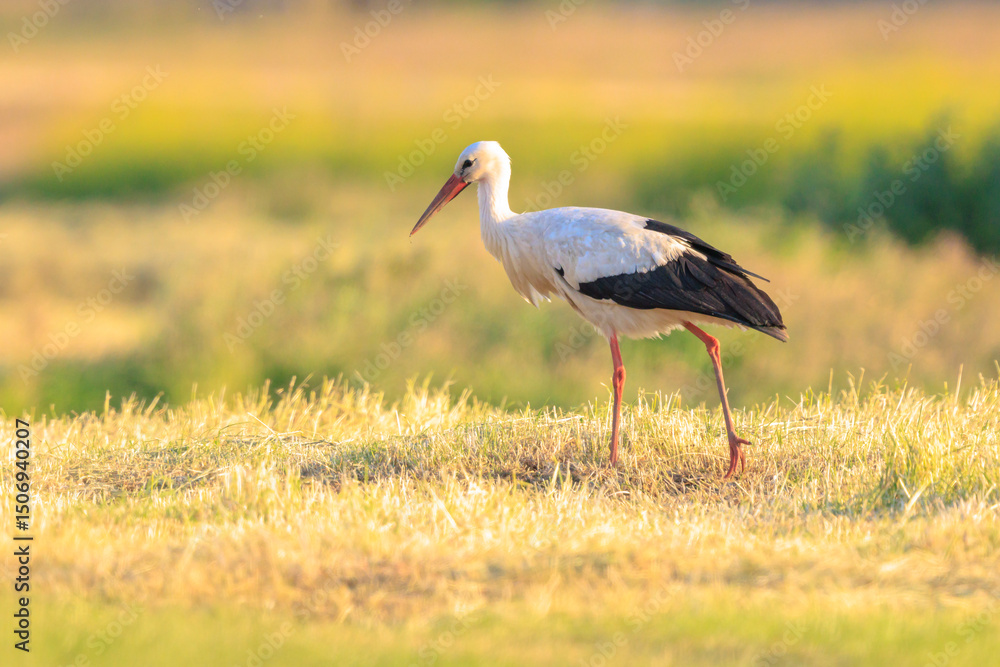 Obraz premium Stork, Ciconia ciconia, foraging in grass