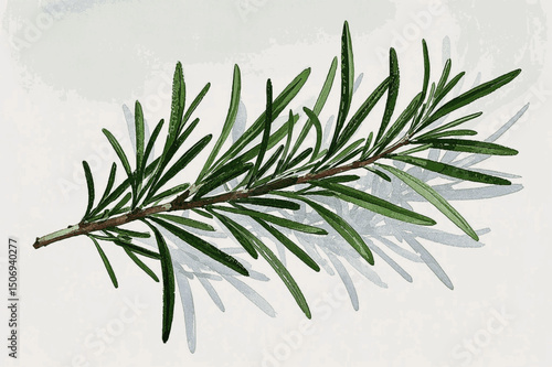 Silver-Green Resilience herb rosemary isolated watercolor vector illustration svg
