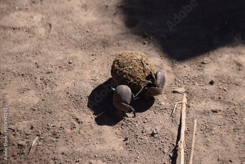 copper dung beetles moving some dung