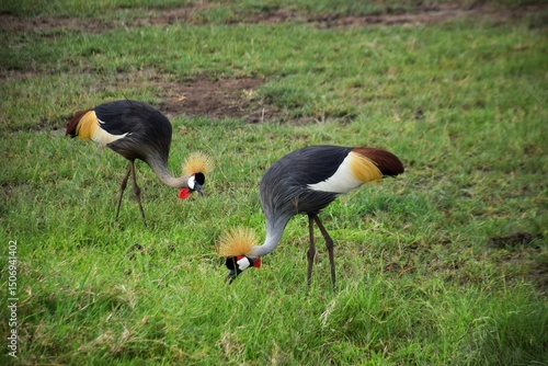 Two Black Crowned Cranes Hunting for Insects in Tanzanian Savanah