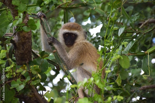 Vervet Monkey Sitting on Branch Looking at Camera