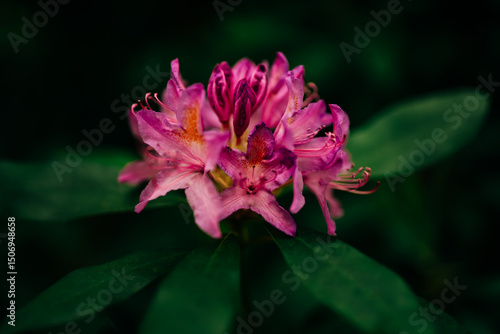 Close-up image of a vivid pink Rhododendron flower in full bloom, surrounded by lush green foliage. The delicate petals display intricate textures and shades of magenta and coral