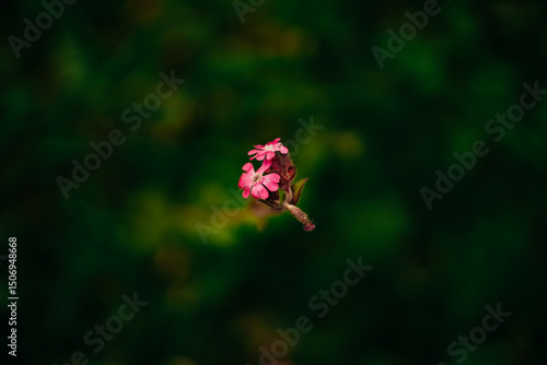 Close-up image of a vivid pink Rhododendron flower in full bloom, surrounded by lush green foliage. The delicate petals display intricate textures and shades of magenta and coral