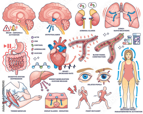 Stress response shows brain, heart, and adrenal glands activating body systems for fight or flight. Outline style collection