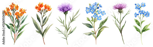 PNG Colorful botanical floral illustration, element set on transparent background