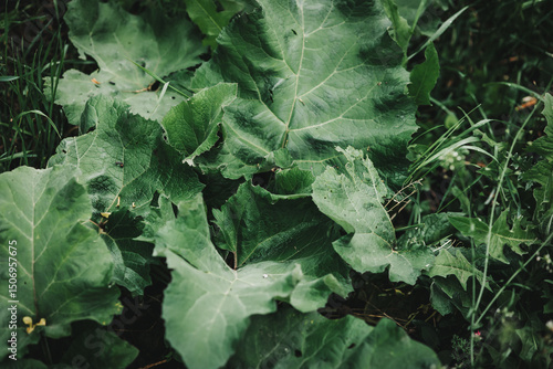 A striking image of lush, oversized burdock leaves, rich in texture and vibrant green hues. Perfect for botanical enthusiasts, nature lovers, or herbal-themed decor. Ideal for prints or digital use.