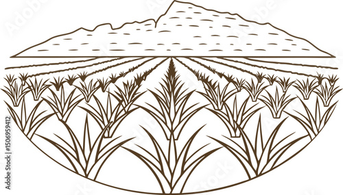 agricultural fields with mountains in background crop rows, nature landscape, rural farm scene