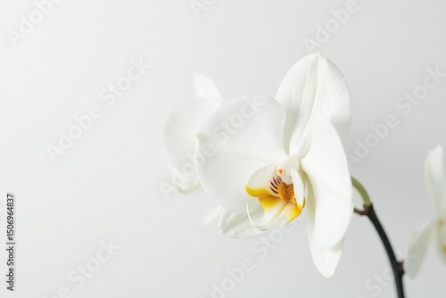 Delicate white orchid blossom against pure white backdrop, fragile, clean