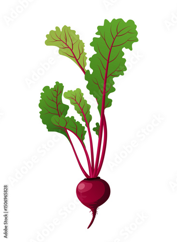 Beetroot or beet root, a juicy vegetable ingredient for making juice and food.