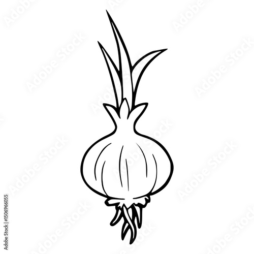 organic onion with green shoots drawing