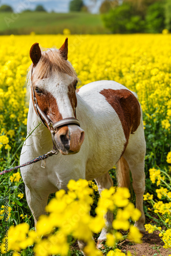 Pferd im Raps