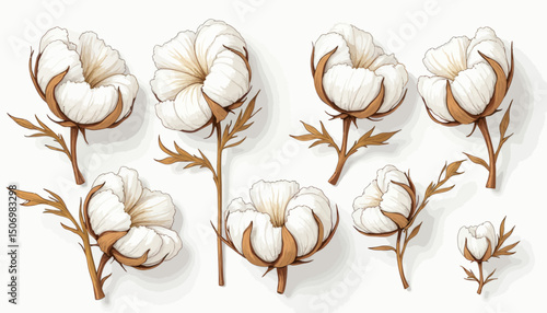 White Cotton Plants with Brown Stems on White Background