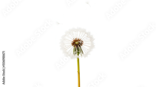 Wallpaper Mural Dandelion with flying seeds on white background. Flower hope, comfort. Represents condolence card, grief, loss, funerals, support, remembrance, solace. Single dandelion evokes sympathy, healing Torontodigital.ca