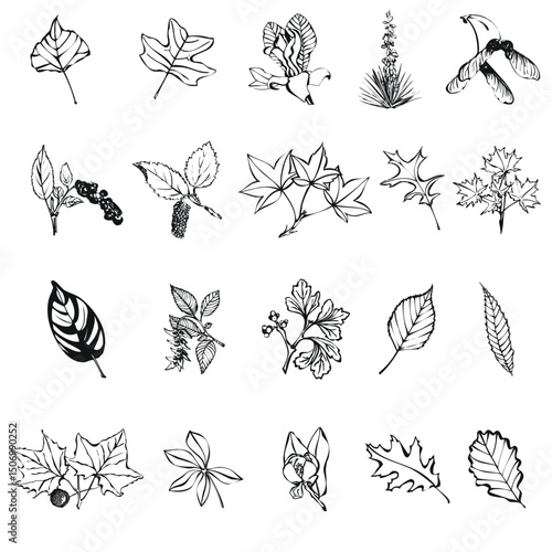 Collection of hand drawn botanical illustrations of leaves and a bird