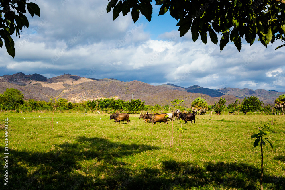 Fototapeta premium Horse trip to Puerto Suelo Maxico