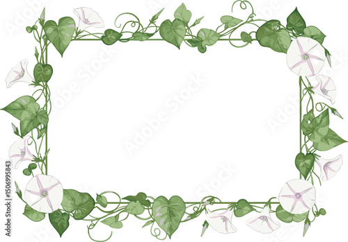 Morning glory plant with white funnel-shaped flowers and green leaves. Watercolor rectangular frame is perfect for botanical prints, wedding invitations, textile patterns and eco-style designs.