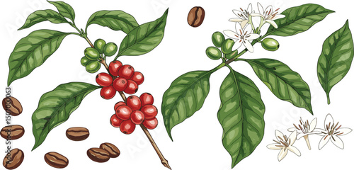 Set of coffee plants with green leaves and red coffee fruits. Ripe berries with white flowers and roasted coffee.