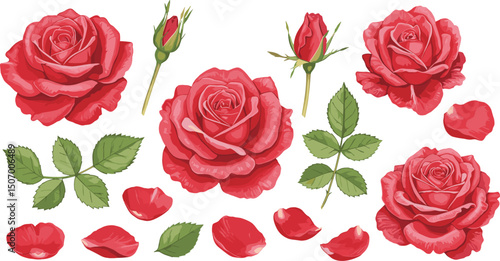 Set of different velvet red roses, unraveled buds and green leaves. 