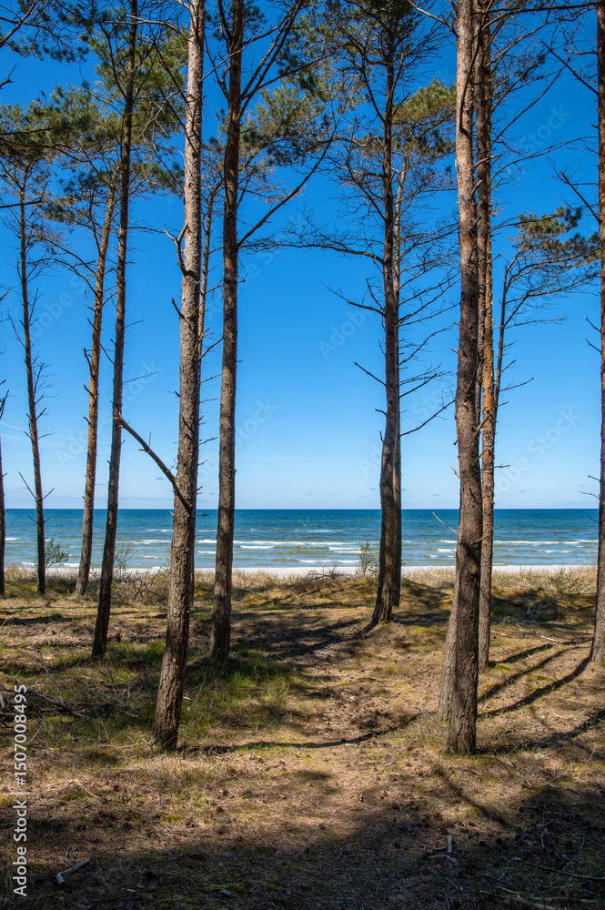 Pine forest on the empty beach of the Baltic Sea with white sand, Lubiatowo, Poland. Seascape with waves. Pine trees and shadows Pine forest on the empty beach of the Baltic Sea with white sand, Lubiatowo, Poland. Seascape with waves. Pine trees and shadows