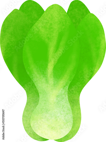 Pastel Bok kyung choy vegetable illustration