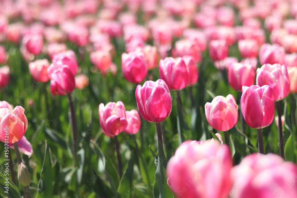 Fototapeta premium Pink tulips close-up. Field of blooming tulips in spring. Bright pink flowers with selective focus. Nature background. Spring background. Beautiful flowers