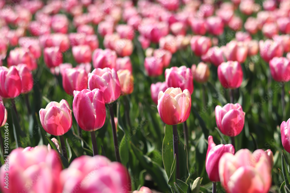 Pink tulips close-up. Field of blooming tulips in spring. Bright pink flowers with selective focus. Nature background. Spring background. Beautiful flowers Pink tulips close-up. Field of blooming tulips in spring. Bright pink flowers with selective focus. Nature background. Spring background. Beautiful flowers
