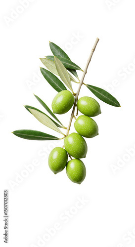 Wallpaper Mural Isolated Green Olives Branch with Leaves on Transparent Background Torontodigital.ca